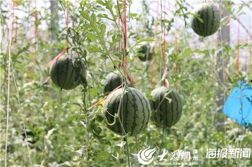 非洲网红吃瓜图片高清视频,高清视频揭秘瓜界新潮流 第2张 非洲网红吃瓜图片高清视频,高清视频揭秘瓜界新潮流 第2张